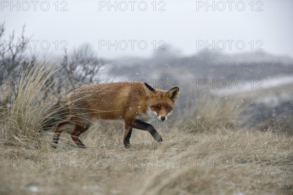 Red fox (Vulpes vulpes) in winter, sly look, sneaking through dry grass over a hill in snowfall, is on the hunt, winter, shows typical behaviour, wildlife, wild animals, native nature, North Holland, Netherlands, Western Europe