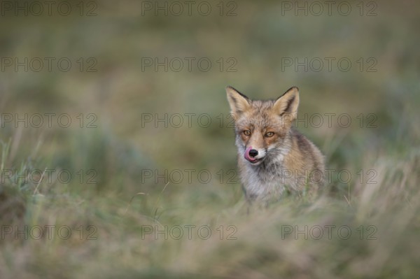 Appetite... Red fox (Vulpes vulpes), fox, predator sitting in a meadow licking its snout, meaningful, expressive, funny picture, native nature, Germany, Western Europe