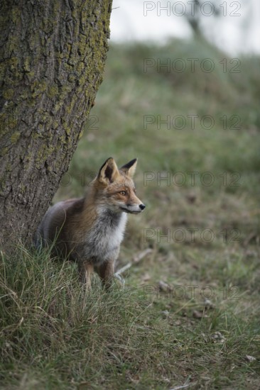 Hidden behind a tree... Red fox (Vulpes vulpes) attentively observes what is happening around it, uses the cover, native nature, Germany, Western Europe