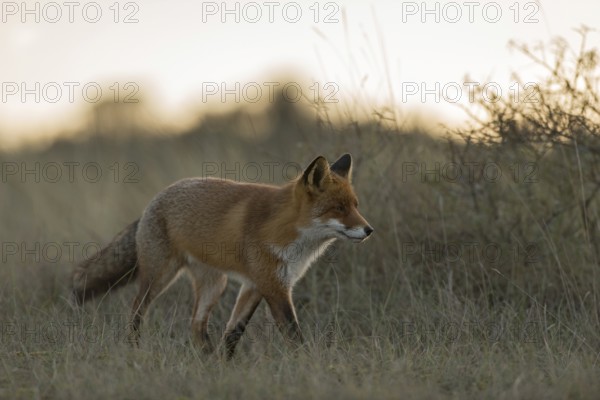 At dusk... Red fox (Vulpes vulpes), a fox running, creeping through tall grass along a bush in the late evening, using the cover, on the hunt, focussed, sly look, beautiful soft light, native nature, North Holland, Netherlands, Western Europe