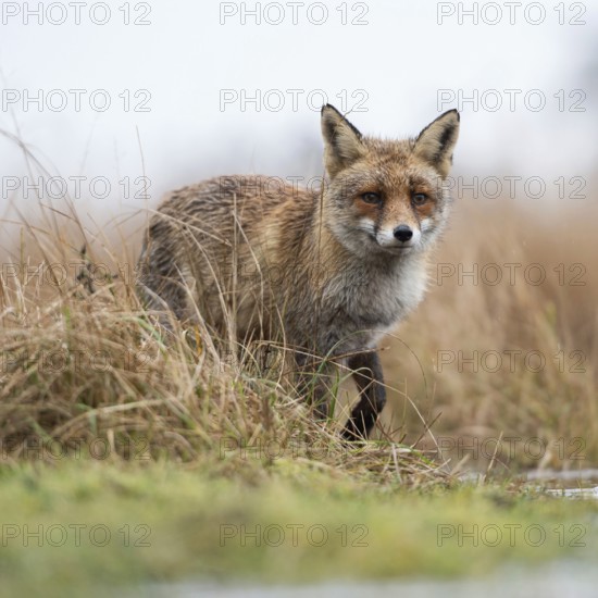 Red fox (Vulpes vulpes) at the edge of a body of water, hunting in a marshy area, observing attentively, impressive deep perspective, from a frog's eye view, native wildlife, wildlife, Europe, native nature, North Holland, Netherlands, Western Europe