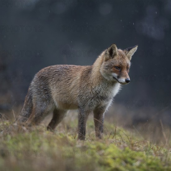 Red fox (Vulpes vulpes), adult fox in beautiful winter coat, hunting on a rainy day in a clearing in the forest, watching intently, pricking up his ears, at dusk, crepuscular, wildlife, wildlife, Europe, native nature, North Holland, Netherlands, Western Europe