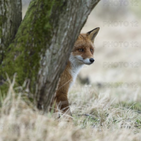 Red fox (Vulpes vulpes) sitting in the grass hidden behind a tree, watching something, cautious but attentive, funny native wildlife, wildlife, native nature, North Rhine-Westphalia, Germany, Western Europe