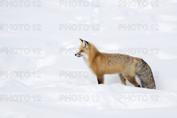 A beautiful animal... Red fox (Vulpes vulpes), fox, Eastern American Red Fox in winter, standing in high snow, long, dense winter fur, looking for prey, gazing into the distance, listening attentively, Yellowstone National Park, Wyoming, USA
