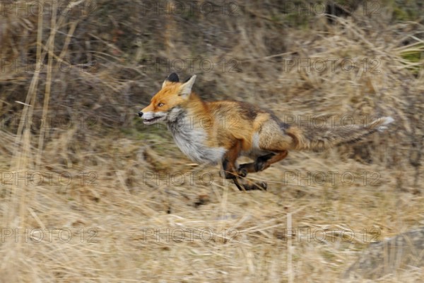 Fleeing... Red fox (Vulpes vulpes) in fast run, dynamic shot showing the fast movement of the animal, native nature, Mecklenburg-Vorpommern, Germany