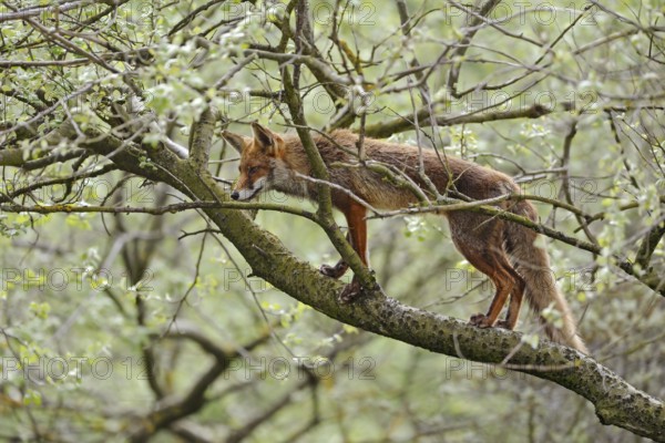 Climbing fox... Red fox (Vulpes vulpes) climbing into a tree, foxes are very adaptable animals and also skilful climbers, nevertheless a fox in a tree is a rather unusual observation, native nature, North Holland, Netherlands, Western Europe