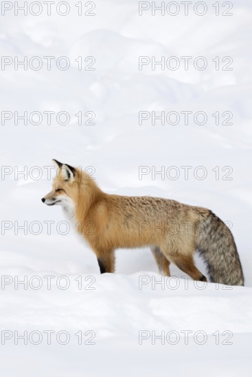 A beautiful animal... Red fox (Vulpes vulpes), fox, Eastern American Red Fox in winter in high snow, long, thick winter fur, looking for prey, gazing into the distance, listening attentively, Yellowstone, Wyoming, North America, United States of America