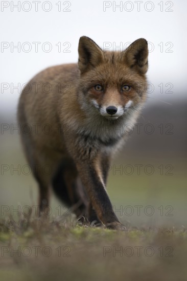 Red fox (Vulpes vulpes) in beautiful dense and long-haired winter fur, detailed, frontal full-body shot, intensive proximity, eye contact, interesting shot from the mouse's perspective, at eye level, wildlife, native nature, North Holland, Netherlands, Western Europe