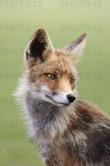 Portrait, close-up of a sitting fox... Red fox (Vulpes vulpes) looking back over his shoulder, finely detailed head portrait of Reineke fox in short-haired summer coat, native nature, Germany
