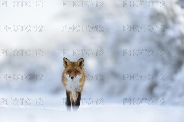 Eye contact... Red fox (Vulpes vulpes) runs through a snow-covered landscape along the edge of the forest directly towards the camera, frontal shot from an impressively low perspective, great landscape, surroundings, winter fairy tale, native nature, Germany, Western Europe