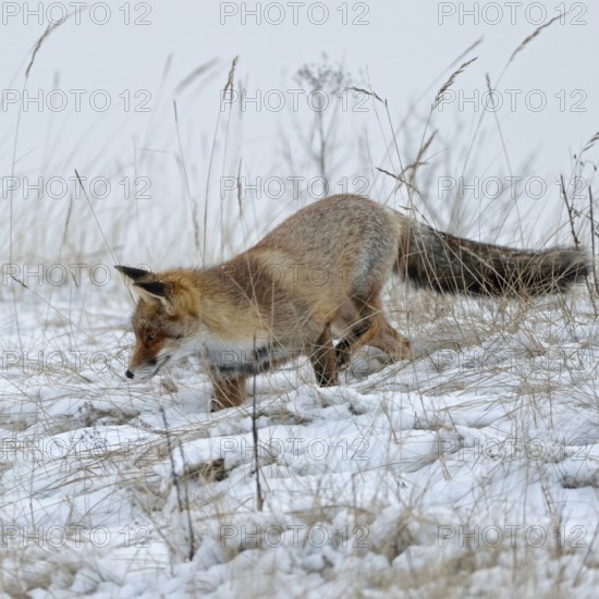 On the hunt for mice... Red fox (Vulpes vulpes) in winter, adult, looking for mice in the snow, hunting in winter, native nature, Sauerland, North Rhine-Westphalia-Germany, Western Europe