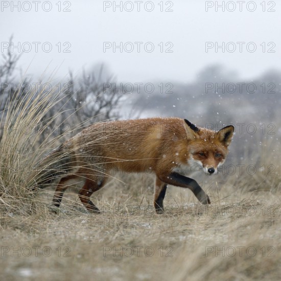 Red fox (Vulpes vulpes) in winter, sly look, sneaking through dry grass over a hill in snowfall, is on the hunt, winter, shows typical behaviour, wildlife, wild animals, native nature, North Holland, Netherlands, Western Europe