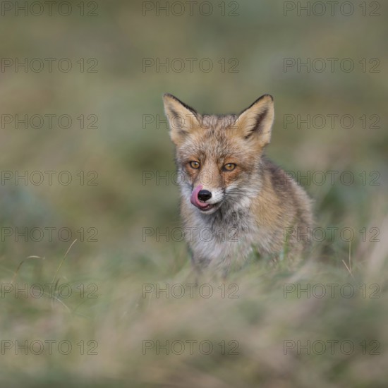 Appetite... Red fox (Vulpes vulpes), fox, predator sitting in a meadow licking its snout, meaningful, expressive funny picture, native nature, Germany, Western Europe