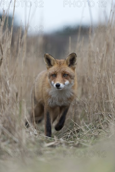 On the move... Red fox (Vulpes vulpes), fox running along a fox trail through reeds, frontal view, detailed close-up, alert eyes, foxes often use the same paths when foraging through their territory, treading paths, native nature, North Holland, Netherlands, Western Europe