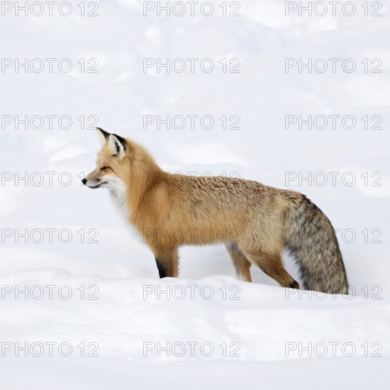 A beautiful animal... Red fox (Vulpes vulpes), fox, Eastern American Red Fox in winter, standing in high snow, long, dense winter fur, looking for prey, gazing into the distance, listening attentively, Yellowstone National Park, Wyoming, USA
