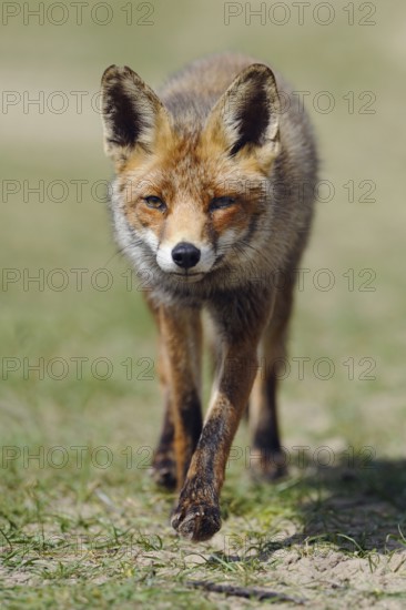 Big ears... Red fox (Vulpes vulpes) runs head-on towards the camera, the large ears are striking, foxes can hear and smell very well, record-breaking sensory performance, native nature, Netherlands, Western Europe