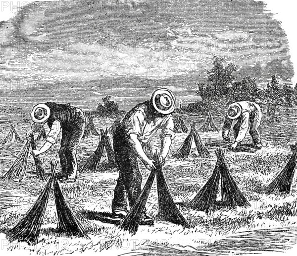 Textile industry, spinning mill, drying flax in the field, around 1880, digitally improved reproduction of a 19th century model, historical, exact date unknown