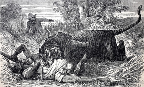 Tiger has attacked a local hunter, another hunter rushes to help, c. 1880, India, digitally enhanced reproduction of a 19th century original, historical, exact date unknown
