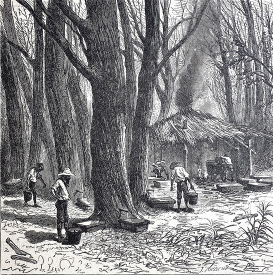 Extraction of the sap from the sugar palm or date palm, around 1880, Bengal, India, digitally improved reproduction of a 19th century model, historical, exact date unknown