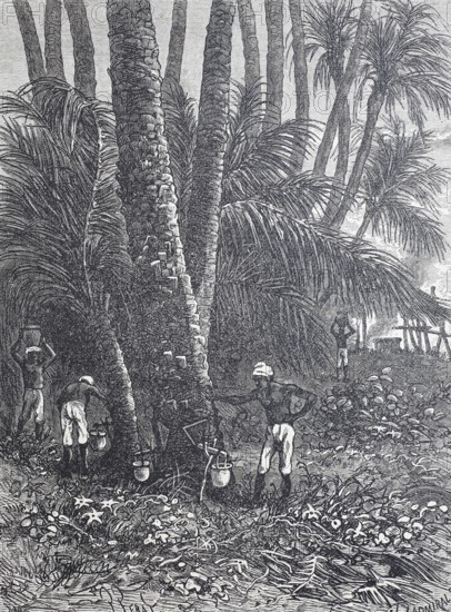 Extraction of maple sap for maple sugar and maple syrup, around 1880, Canada, digitally improved reproduction of a 19th century model, historical, exact date unknown