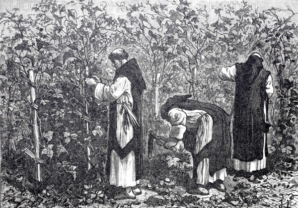 Monks at work in the vineyard, winegrowing, c. 1850, France, digitally enhanced reproduction of a 19th century model, historical, exact date unknown