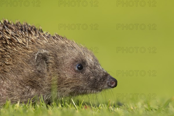 European hedgehog (Erinaceus europaeus) adult animal on a garden grass lawn, England, United Kingdom