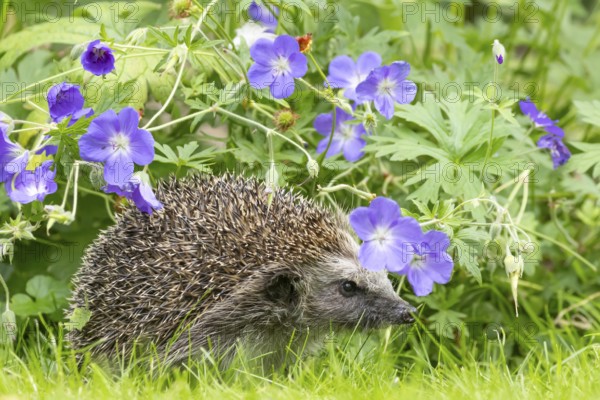 European hedgehog (Erinaceus europaeus) adult animal in a garden under a flowering geranium plant in summer, England, United Kingdom