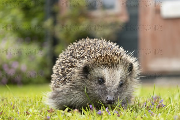 European hedgehog (Erinaceus europaeus) adult animal on a garden grass lawn with a shed in the background in summer, England, United Kingdom