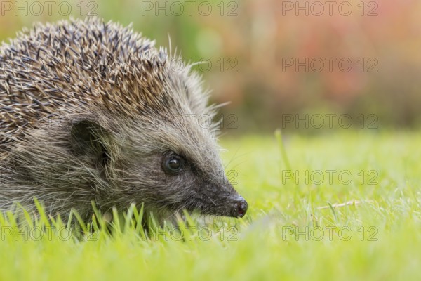 European hedgehog (Erinaceus europaeus) adult animal on a garden grass lawn in summer, England, United Kingdom