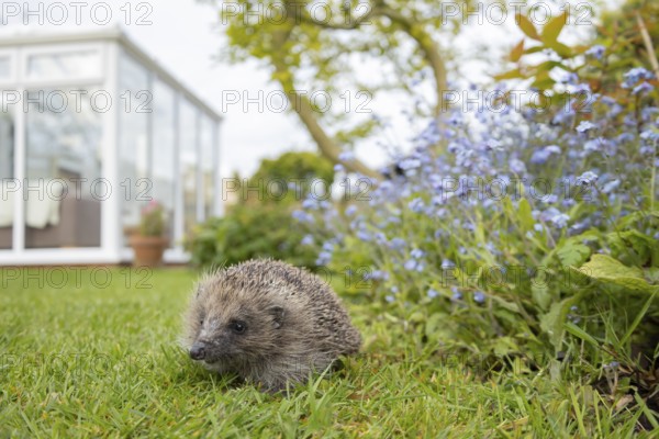 European hedgehog (Erinaceus europaeus) adult animal on a garden grass lawn with a house conservatory in the background in spring, England, United Kingdom