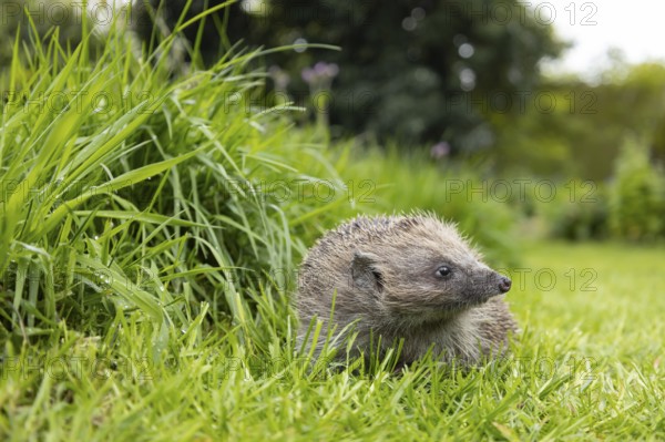 European hedgehog (Erinaceus europaeus) adult animal on a garden grass lawn next to a patch of long grass, England, United Kingdom