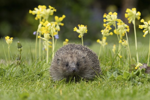 European hedgehog (Erinaceus europaeus) adult animal on a garden grass lawn with Cowslip flowers in springtime, England, United Kingdom