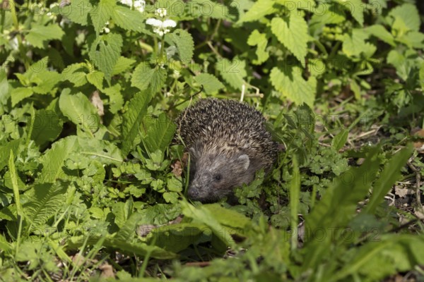 European hedgehog (Erinaceus europaeus) adult animal on a garden border, England, United Kingdom