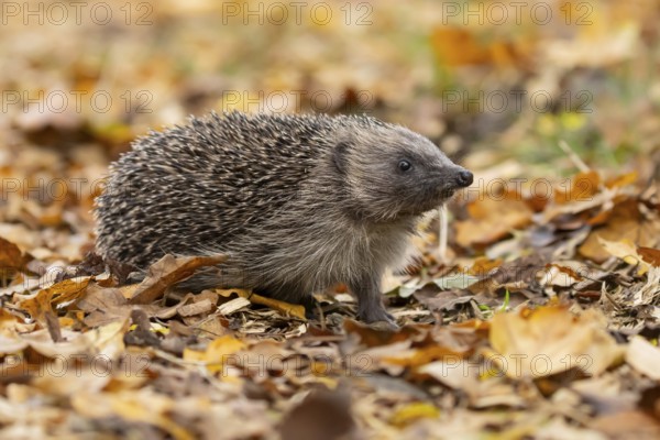European hedgehog (Erinaceus europaeus) adult animal on fallen autumn leaves, England, United Kingdom