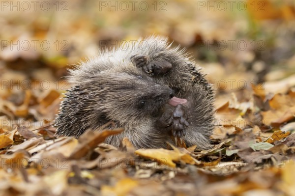 European hedgehog (Erinaceus europaeus) adult animal self anointing or salivating itself on fallen autumn leaves, England, United Kingdom