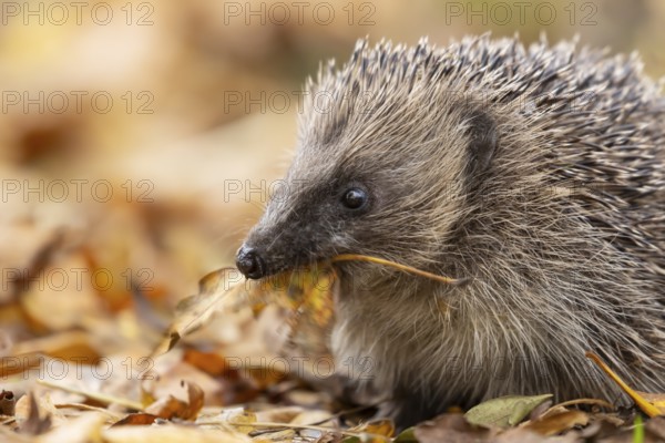 European hedgehog (Erinaceus europaeus) adult animal on fallen autumn leaves with a leaf in its mouth for bedding during hibernation, England, United Kingdom