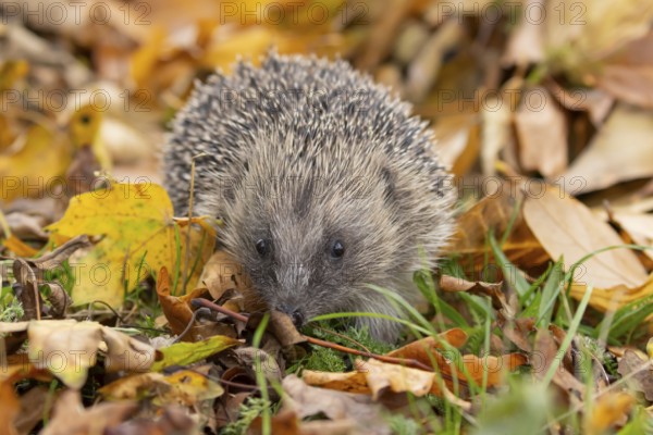 European hedgehog (Erinaceus europaeus) adult animal on fallen autumn leaves on a garden grass lawn, England, United Kingdom
