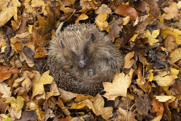 European hedgehog (Erinaceus europaeus) adult animal on fallen autumn leaves during hibernation, England, United Kingdom