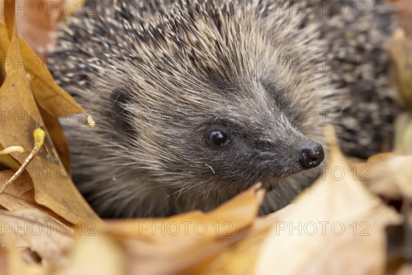 European hedgehog (Erinaceus europaeus) adult animal amongst fallen autumn leaves, England, United Kingdom