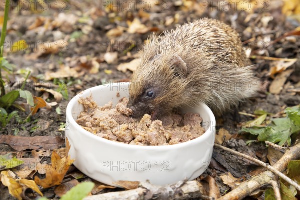 European hedgehog (Erinaceus europaeus) adult animal feeding on wet dog food in a bowl in a garden in autumn, England, United Kingdom