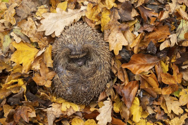 European hedgehog (Erinaceus europaeus) adult animal sleeping on fallen autumn leaves during hibernation, England, United Kingdom
