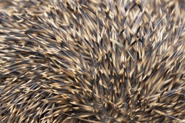 European hedgehog (Erinaceus europaeus) adult animal close up of its spines on its body, England, United Kingdom