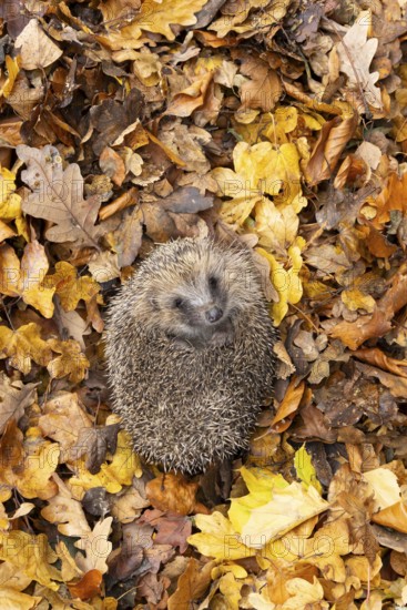 European hedgehog (Erinaceus europaeus) adult animal on fallen autumn leaves during hibernation, England, United Kingdom