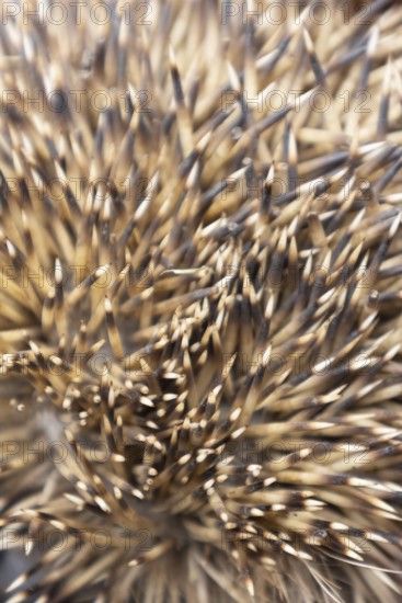 European hedgehog (Erinaceus europaeus) adult animal close up of its spines on its body, England, United Kingdom