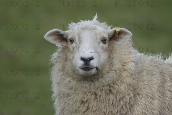 Domestic sheep (Ovis aries) adult ewe farm animal standing in a grass field, England, United Kingdom