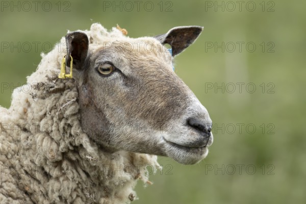 Domestic sheep (Ovis aries) adult female ewe farm animal head portrait, England, United Kingdom