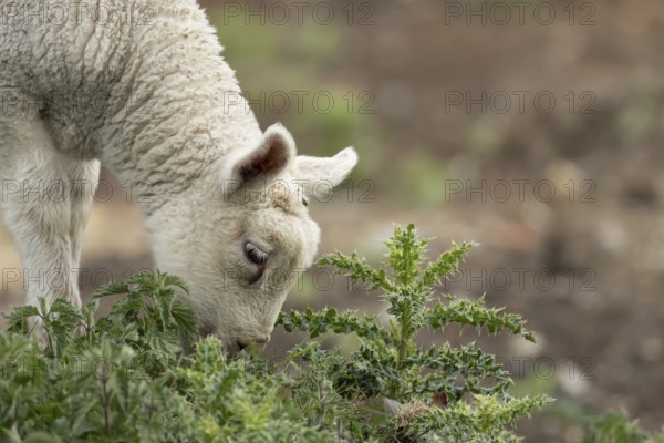 Domestic sheep (Ovis aries) juvenile baby lamb farm animal feeding on grass amongst stinging nettles and thistles, England, United Kingdom