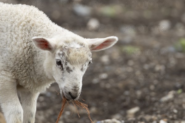 Domestic sheep (Ovis aries) juvenile baby lamb farm animal with a piece of rope in its mouth, England, United Kingdom