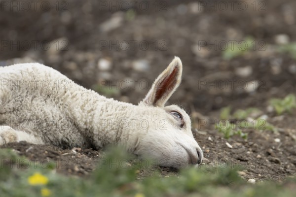 Domestic sheep (Ovis aries) juvenile baby lamb farm animal laying its head on the ground, England, United Kingdom