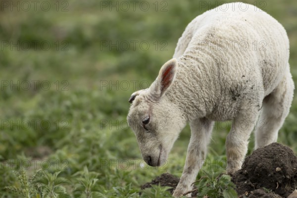 Domestic sheep (Ovis aries) juvenile baby lamb farm animal in a field, England, United Kingdom